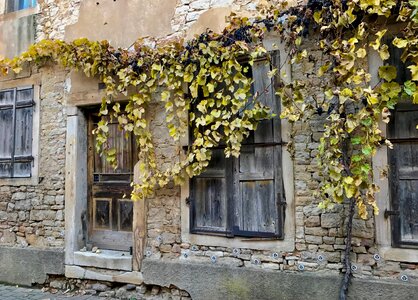 Vine leaves old building house facade photo