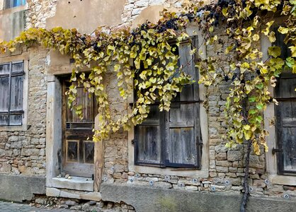 Vine leaves old building house facade