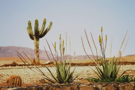 Fuerteventura, Spain, Islas canarias photo