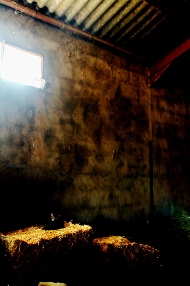 Tiscamanita, Spain, Barn
