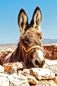 brown donkey standing beside brick wall photo