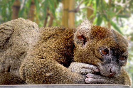 Hapalemur ape prosimians