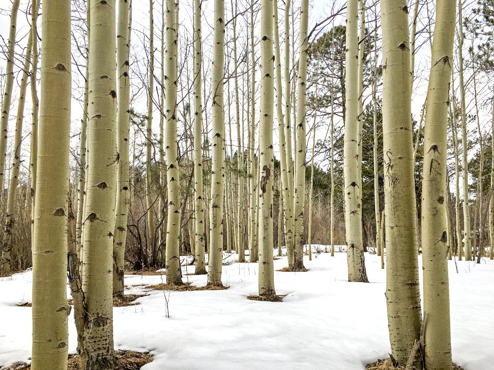 Pikes peak, United states, Cold
