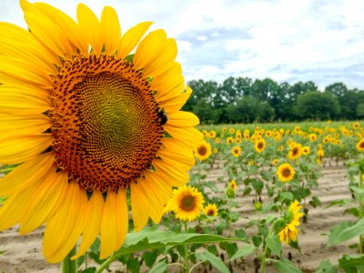 Field, Flower, Farm