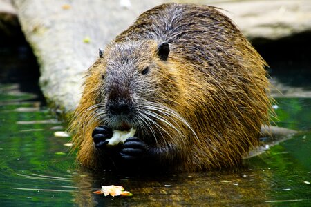 Nutria eats beaver photo