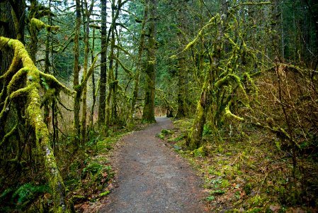 Nature, Silver falls state park, Sublimity