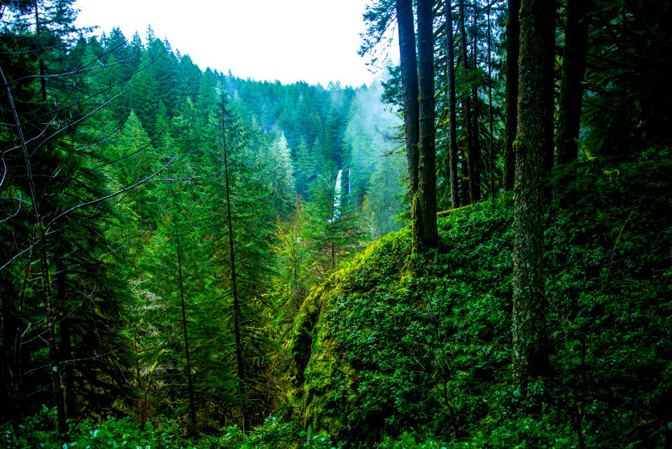 Silver falls state park, Sublimity, United states