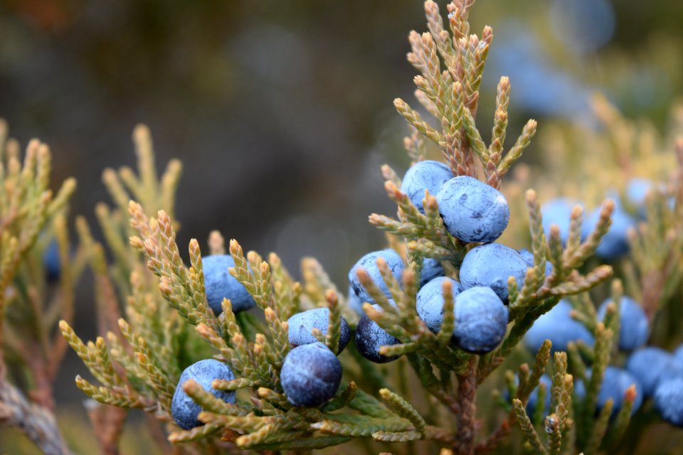 Berries, Forest, Trees