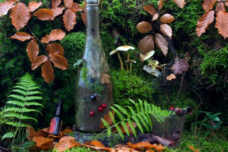 Ferns bottles leaves