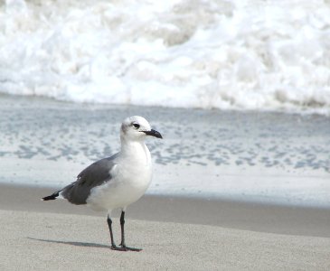 Cocoa beach, United states, Bird