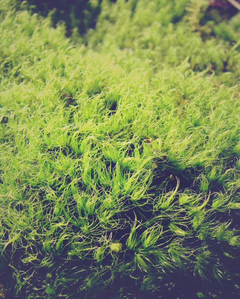 Pulaski county, United states, Close up