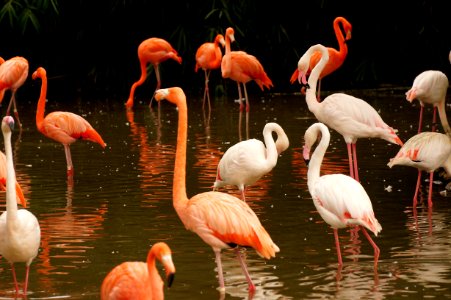 white and pink flamingos on body of water during daytime