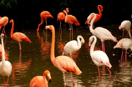 white and pink flamingos on body of water during daytime photo