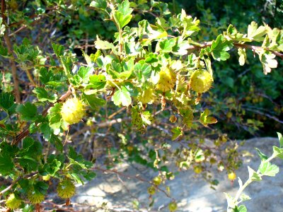 Kings canyon national park, United states, Wild gooseberries photo