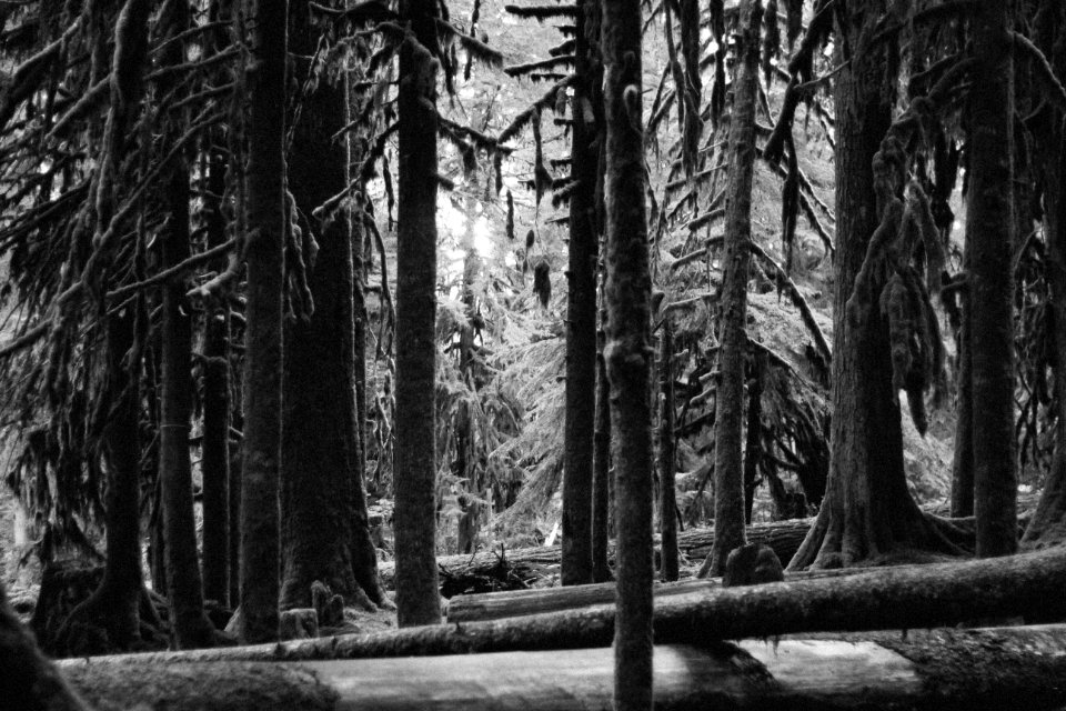 Sol duc falls, Port angeles, United states