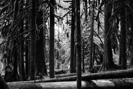 Sol duc falls, Port angeles, United states photo