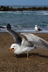Wave sea gull seagull