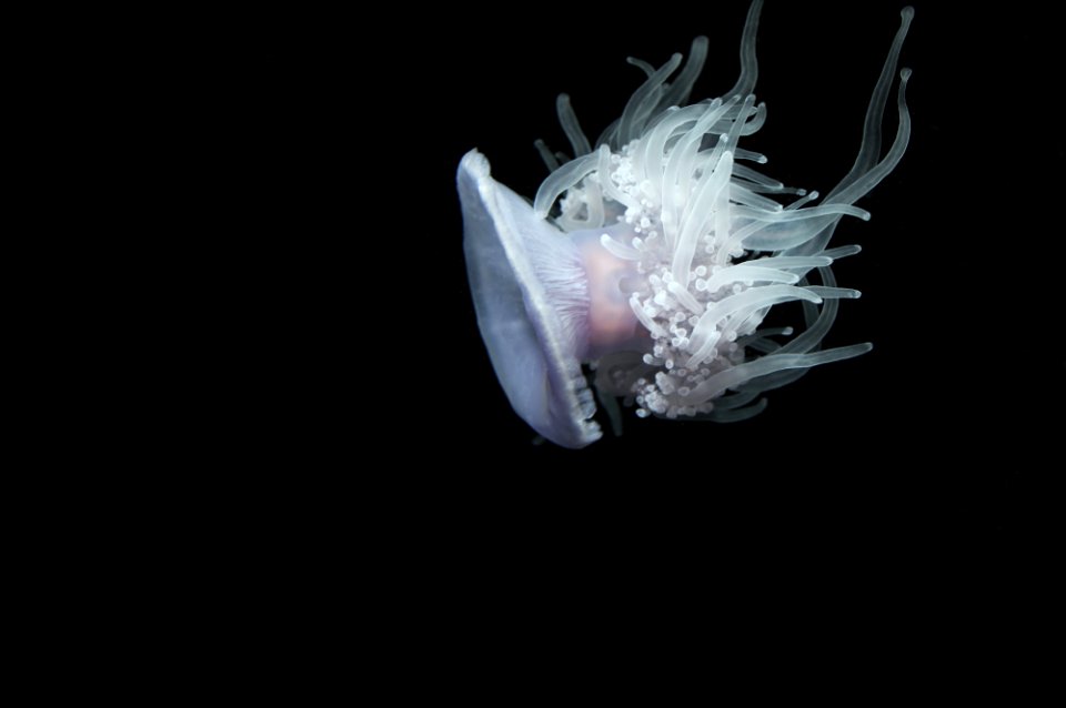 selective focus of white jelly fish