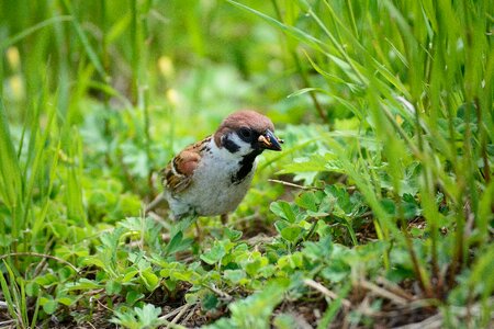 Bird nature beak photo