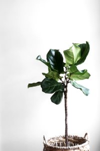 potted green plant beside wall photo