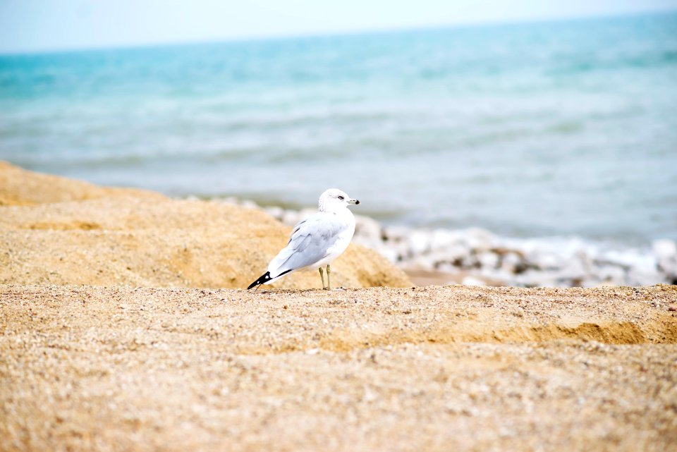 white seagull on seashore