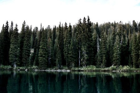 Lake of the woods, United states, Trees photo