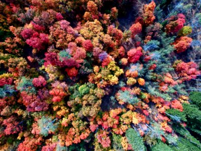 aerial photography of nature trees photo