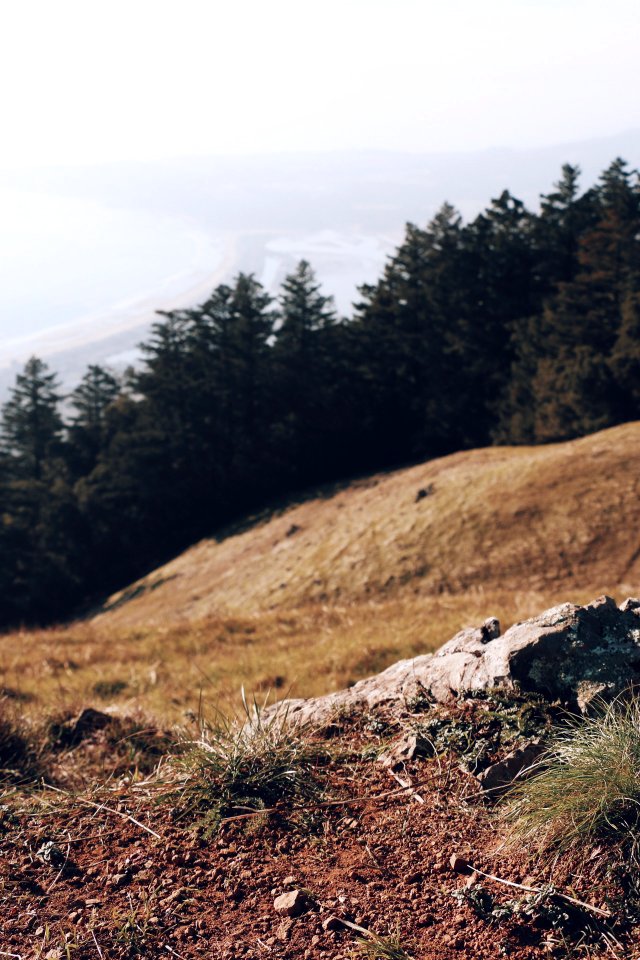 Grass, Dirt, Trees