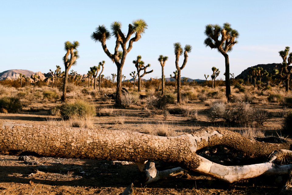 Joshua tree national park, United states, Trees