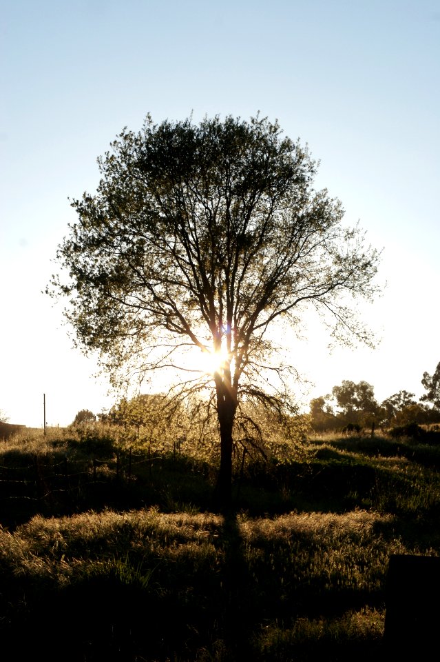 Arastradero road, United states, Sun