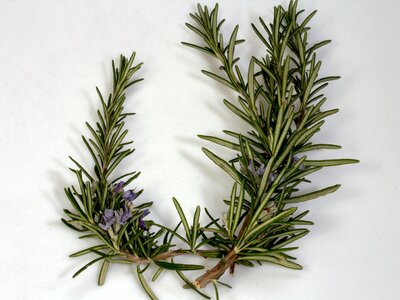 Bloom spices blue