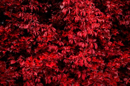 Leafs, Red, Nature