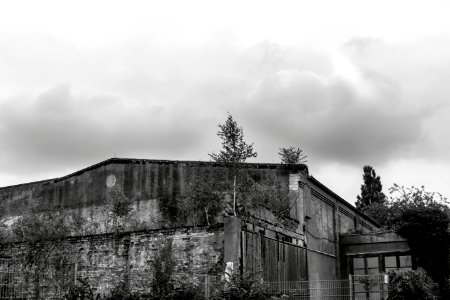 Trees, Nature, Black