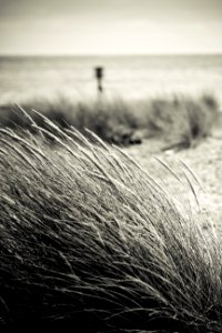 Lowestoft, Wind, Reeds photo