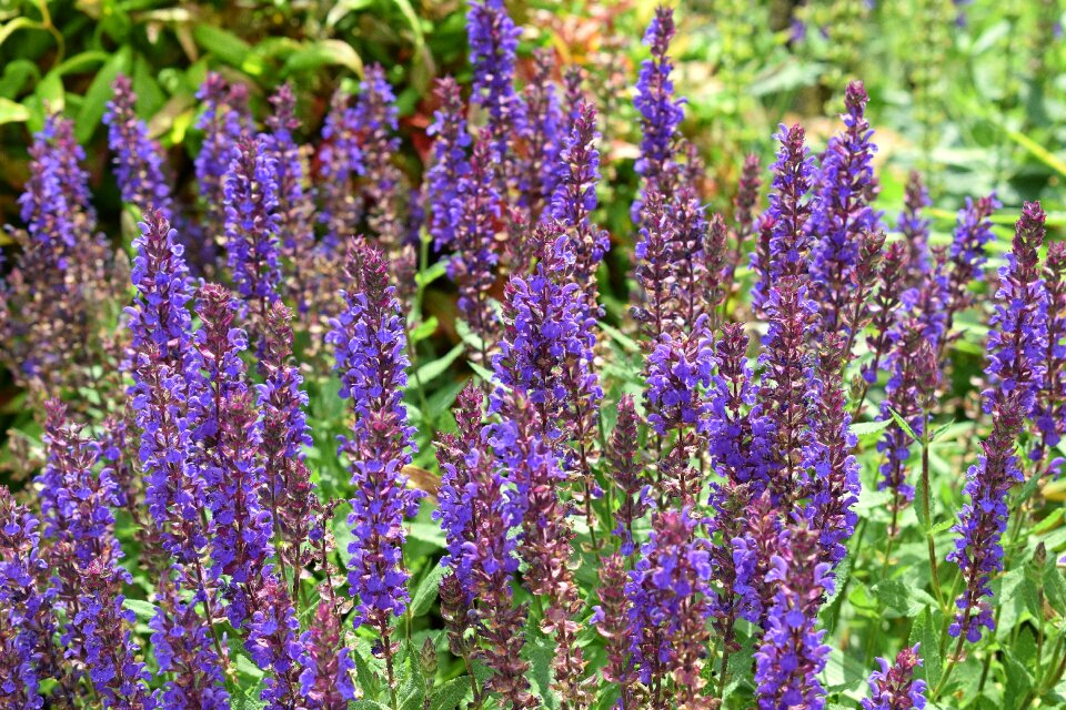 Bloom garden nature