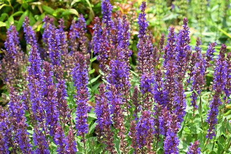 Bloom garden nature