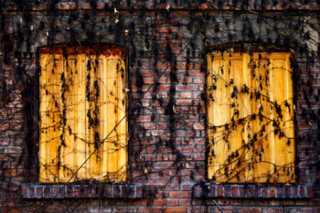 two brown wooden windows covered with withered leaves photo