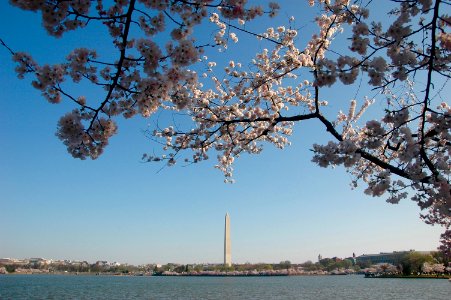 Cherry blossoms at washington monument, Washington, United states photo