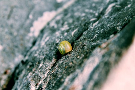 Simple, Snail