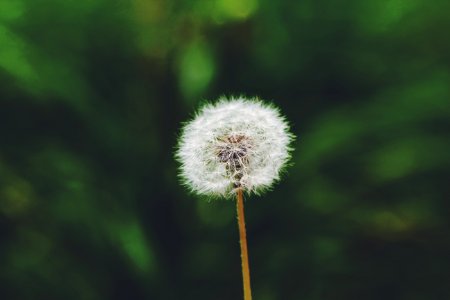 One, Simple, Flower
