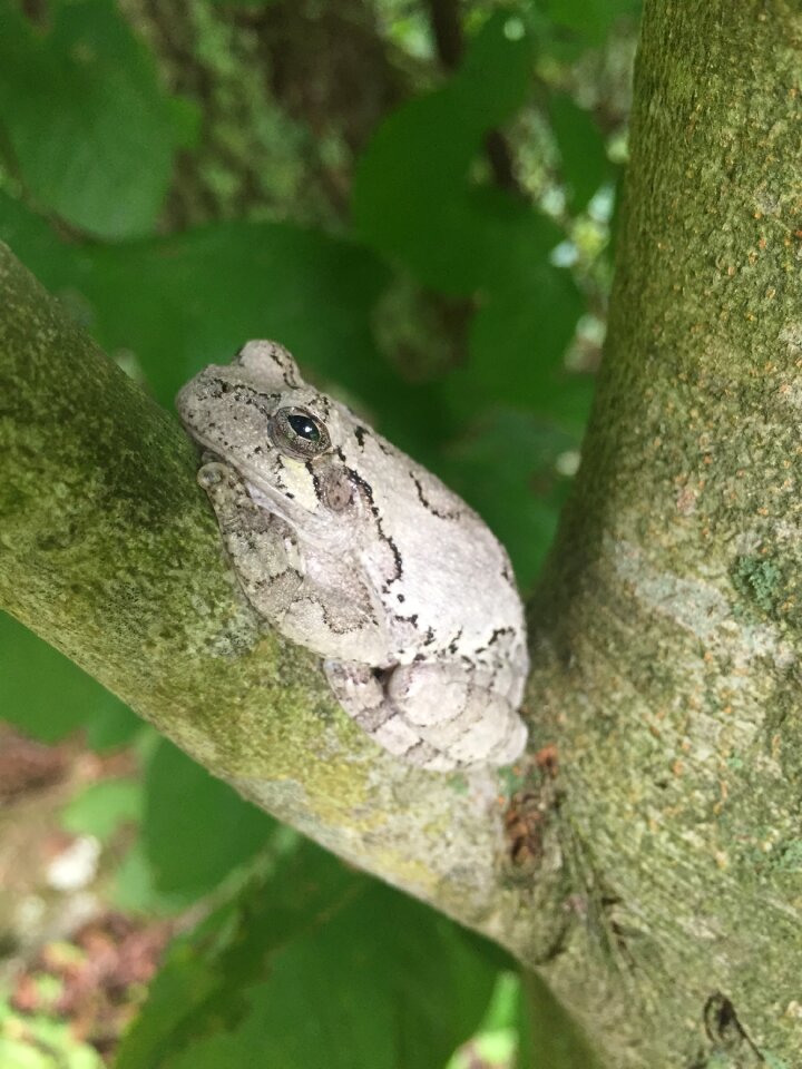 Animal in tree tree small frog