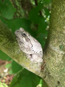 Animal in tree tree small frog