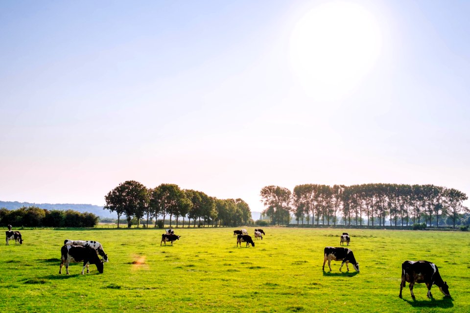 herd of dairy cattles on field