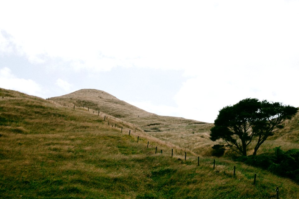 New zeal, Kawhia road, Makomako