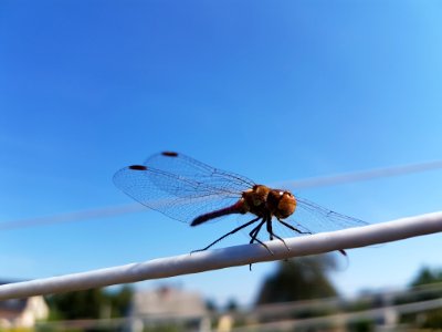 Red, Blue, Dragon fly photo