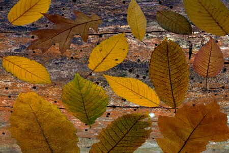 Fall leaves composition arrangement photo