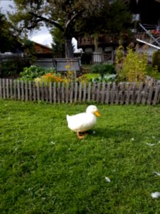 Natural, Animals, Duck