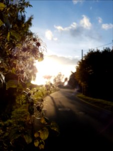 Blur, Street, Flowers