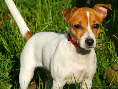 Dog jack russell terrier puppy