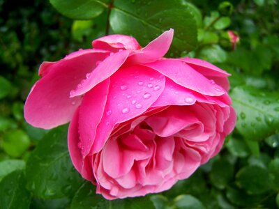 Pink rose rose esőcseppes garden